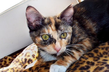 [picture of Carrie, a Domestic Short Hair calico cat]