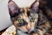 [picture of Carrie, a Domestic Short Hair calico\ cat] 