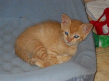 [another picture of Ponzi, a Domestic Short Hair orange tabby\ cat] 