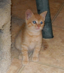 [picture of Ponzi, a Domestic Short Hair orange tabby cat]