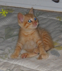 [picture of Ponzi, a Domestic Short Hair orange tabby cat]