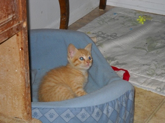 [picture of Ponzi, a Domestic Short Hair orange tabby cat]