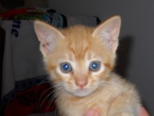 [picture of Ponzi, a Domestic Short Hair orange tabby\ cat] 