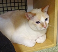 [another picture of Pearl, a Siamese/Domestic Short Hair-x flamepoint\ cat] 