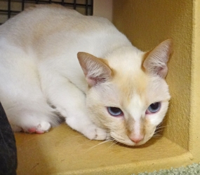 [picture of Pearl, a Siamese/Domestic Short Hair-x flamepoint cat]