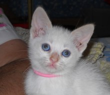 [picture of Pearl, a Siamese/Domestic Short Hair-x flamepoint cat]