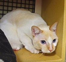 [picture of Pearl, a Siamese/Domestic Short Hair-x flamepoint\ cat] 