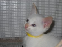 [another picture of Peaches, a Siamese/Domestic Short Hair-x flamepoint\ cat] 