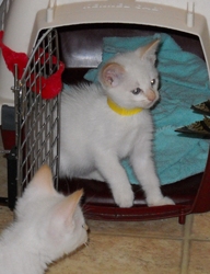[picture of Peaches, a Siamese/Domestic Short Hair-x flamepoint cat]