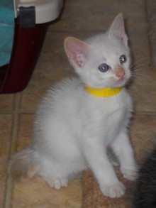 [picture of Peaches, a Siamese/Domestic Short Hair-x flamepoint\ cat] 