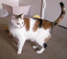 [another picture of Maddie, a Domestic Medium Hair calico\ cat] 