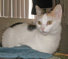 [picture of Maddie, a Domestic Medium Hair calico cat]