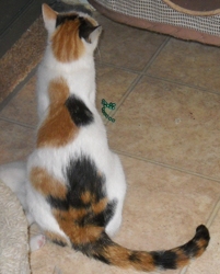 [picture of Maddie, a Domestic Medium Hair calico cat]