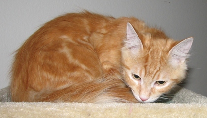 [picture of Tangelo, a Domestic Medium Hair orange tabby cat]