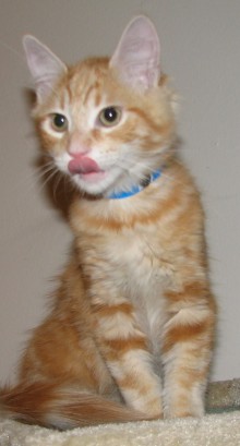 [picture of Tangelo, a Domestic Medium Hair orange tabby\ cat] 