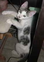 A picture of #NS03746: Clyde AKA James a Domestic Short Hair white/tabby