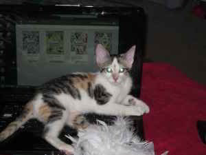 A picture of #NS03747: Bonnie AKA Etta a Domestic Short Hair calico