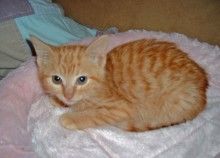 [another picture of Pippy, a Domestic Short Hair orange\ cat] 