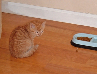 [picture of Pippy, a Domestic Short Hair orange cat]