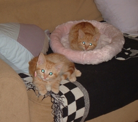 [picture of Pippy, a Domestic Short Hair orange cat]