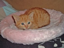 A picture of #NS03748: Pippy a Domestic Short Hair orange