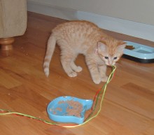 [another picture of Polly, a Domestic Short Hair orange\ cat] 