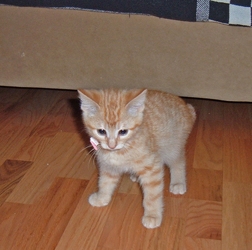[picture of Polly, a Domestic Short Hair orange cat]