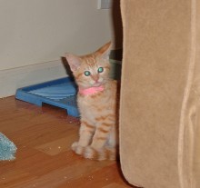 A picture of #NS03749: Polly a Domestic Short Hair orange
