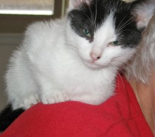 [another picture of Annie, a Domestic Short Hair white/black\ cat] 
