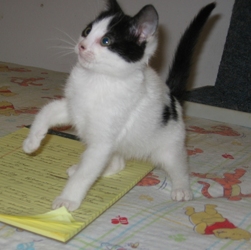 [picture of Annie, a Domestic Short Hair white/black cat]