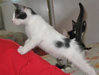 [picture of Annie, a Domestic Short Hair white/black cat]
