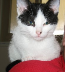 A picture of #NS03750: Annie a Domestic Short Hair white/black