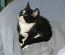 [another picture of Alice, a Domestic Short Hair black/white\ cat] 
