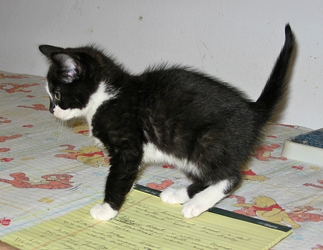 [picture of Alice, a Domestic Short Hair black/white cat]