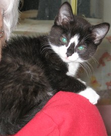 [picture of Alice, a Domestic Short Hair black/white\ cat] 