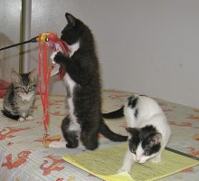 [another picture of Alice, a Domestic Short Hair black/white\ cat] 