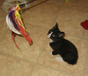 [picture of Alice, a Domestic Short Hair black/white cat]
