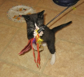 [picture of Alice, a Domestic Short Hair black/white cat]