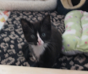[picture of Alice, a Domestic Short Hair black/white cat]