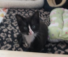 A picture of #NS03752: Alice a Domestic Short Hair black/white