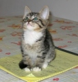 A picture of #NS03753: Alice a Domestic Short Hair brown tabby/white