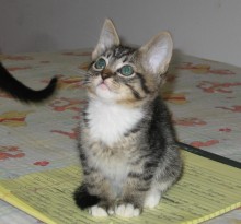 [another picture of Alice, a Domestic Short Hair brown tabby/white\ cat] 
