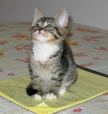 [picture of Alice, a Domestic Short Hair brown tabby/white\ cat] 