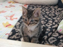 [another picture of Alice, a Domestic Short Hair brown tabby/white\ cat] 