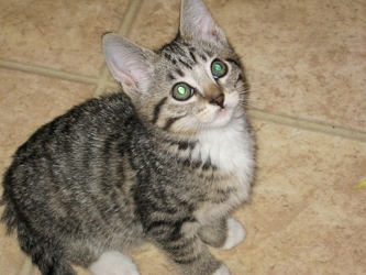 [picture of Alice, a Domestic Short Hair brown tabby/white cat]