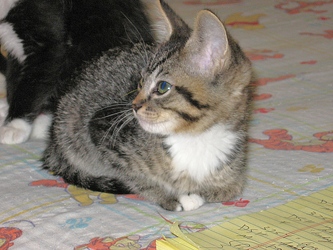 [picture of Alice, a Domestic Short Hair brown tabby/white cat]