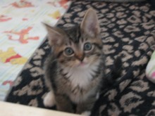 A picture of #NS03754: Alice a Domestic Short Hair brown tabby/white