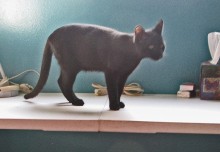 [another picture of Boo, a Domestic Short Hair black\ cat] 