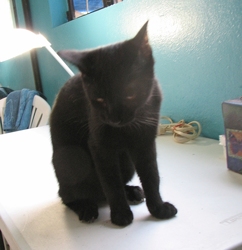 [picture of Boo, a Domestic Short Hair black cat]
