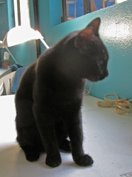 [picture of Boo, a Domestic Short Hair black cat]